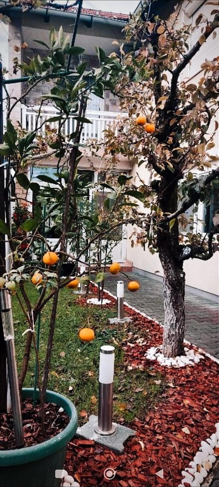 Soba Luic Daire Zupanja Dış mekan fotoğraf